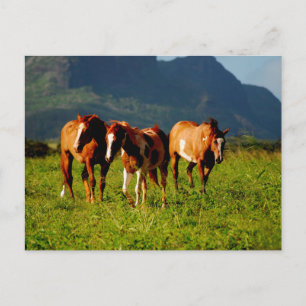 Hawaiian Horses Postcard