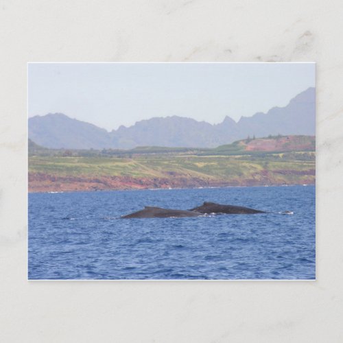 Hawaiian Humpback Whales Postcard