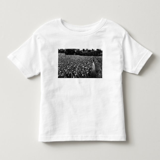 Hawaiian IslandsTaro Field PhotographHawaii Toddler T-shirt (Front)