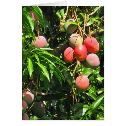 Hawaiian Mangoes (Front)
