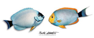 angelfish coffee travel mugs