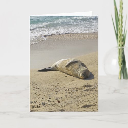 Hawaiian Monk Seal Card