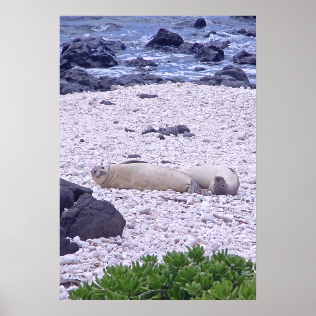 Hawaiian Monk Seal Poster (Front)
