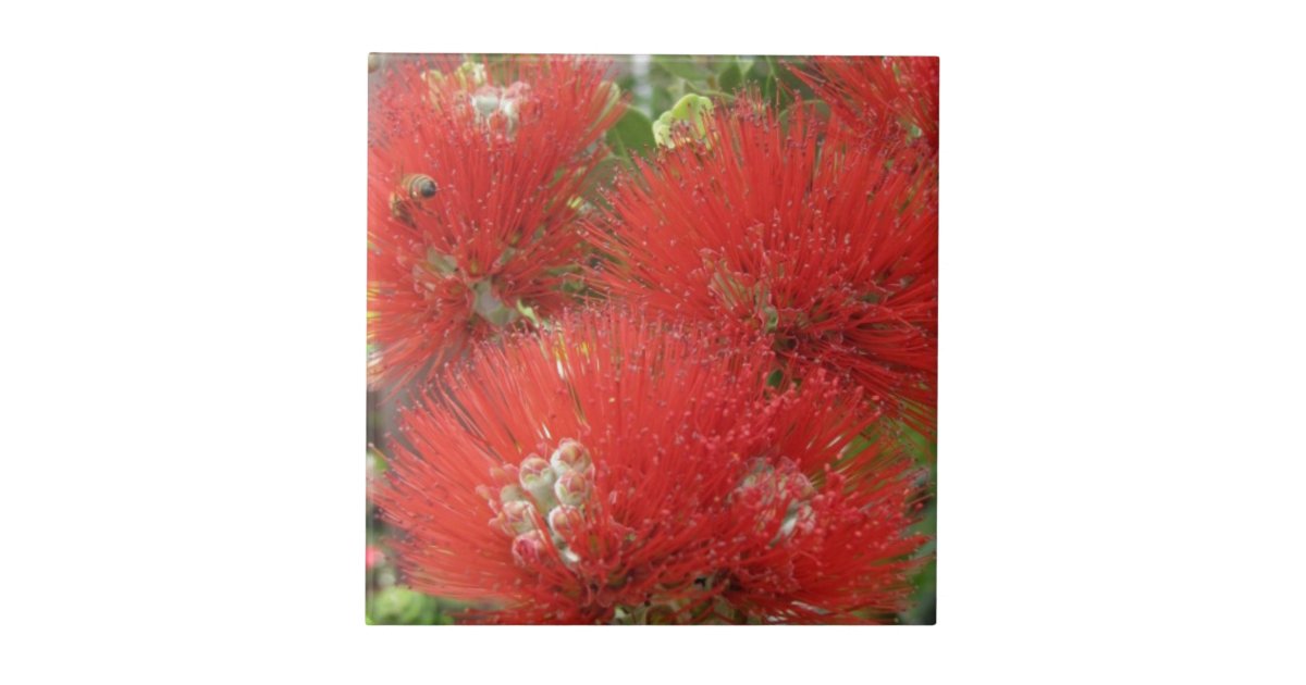 Hawaiian Native Ohia Lehua Flower Design Ceramic Tile Zazzle Com