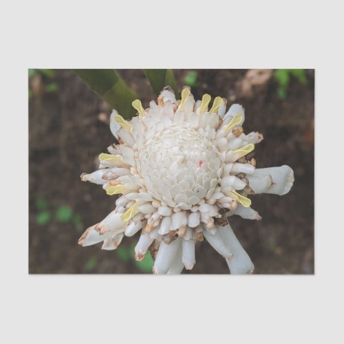 Hawaiian Natural Landscape Tissue Paper
