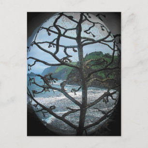 Hawaiian Ocean Beach Tree Photo Spotlight Postcard