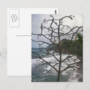Hawaiian Ocean Beach Tree Photo View Postcard
