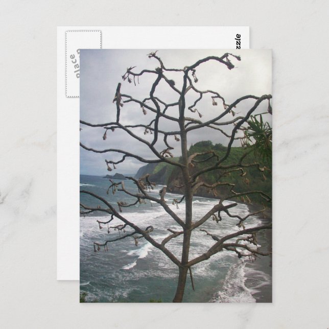 Hawaiian Ocean Beach Tree Photo View Postcard (Front/Back)