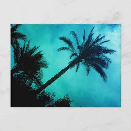 Hawaiian Palm Trees Postcard