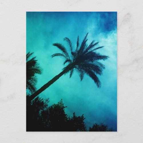 Hawaiian Palm Trees Postcard