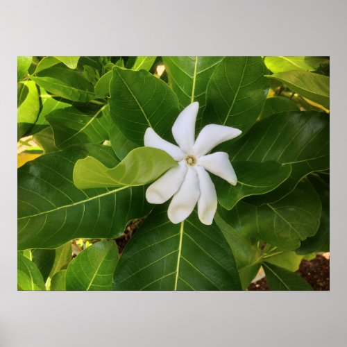 Hawaiian Pikake Jasmine Blossom Poster