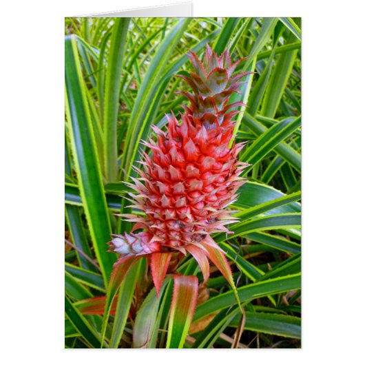 Hawaiian Pineapple Cards (Front)