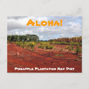 Hawaiian Pineapple Plantation Postcard