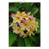 Hawaiian Plumeria (Front)