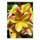 Hawaiian Plumeria (Front)