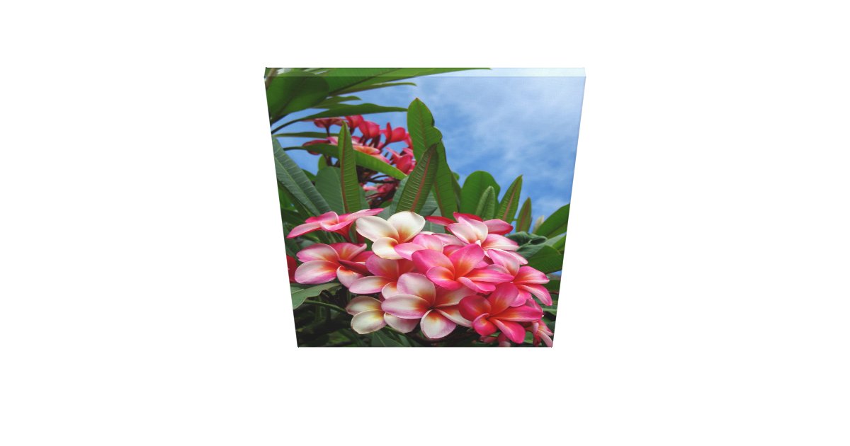 Hawaiian Plumeria Canvas Print | Zazzle