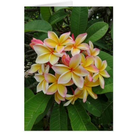 Hawaiian Plumeria Cards (Front)