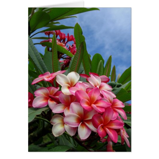 Hawaiian Plumeria Cards (Front)