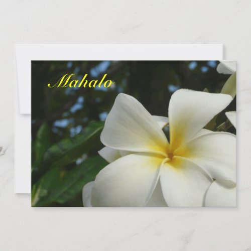 Hawaiian Plumeria Flower Sympathy Thank You Card
