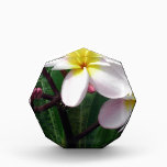 Hawaiian Plumeria Flowers Acrylic Award<br><div class="desc">Beautiful Plumeria flowers to refresh every day!</div>