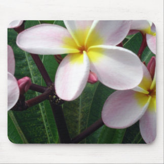 Hawaiian Plumeria Flowers Mouse Pad