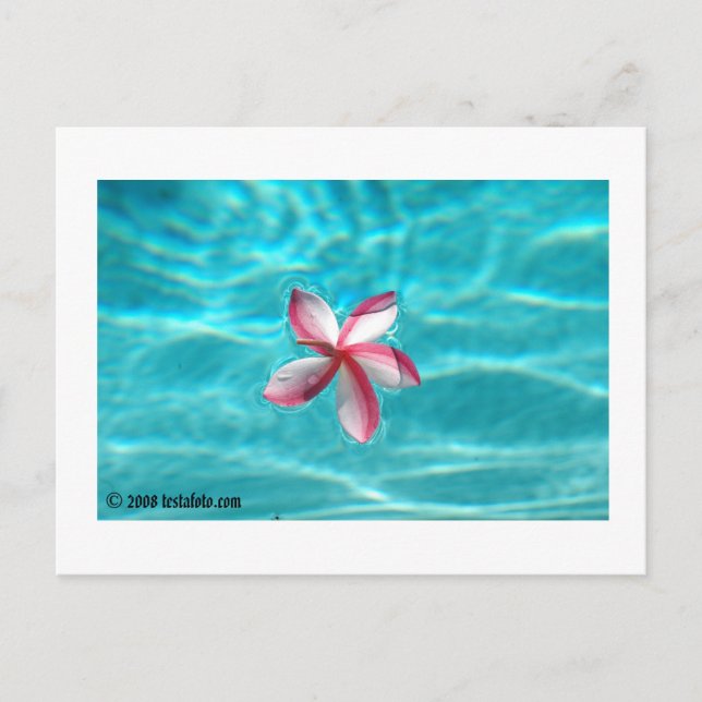 Hawaiian Plumeria Postcard (Front)