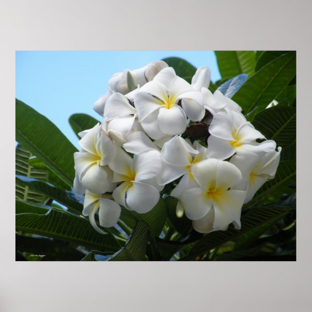 Hawaiian Plumeria Poster (Front)