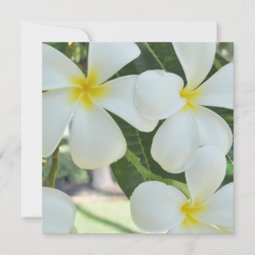 Hawaiian Plumeria Wedding Invitation