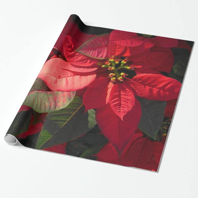 Hawaiian Poinsettia Wrapping Paper (Unrolled)