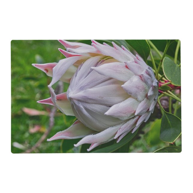 Hawaiian Protea Flower Placemat (Front)