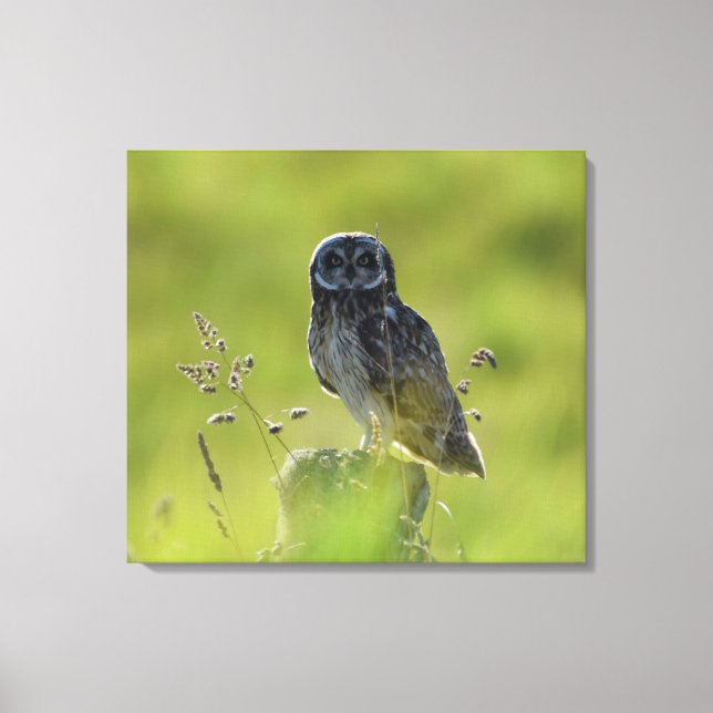 Hawaiian Pueo Canvas Print (Front)