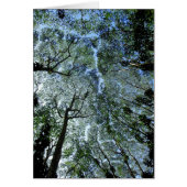 Hawaiian Rain Forest Canopy (Front)