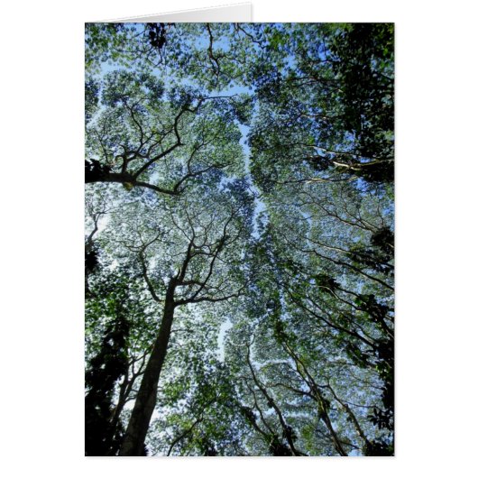 Hawaiian Rain Forest Canopy Cards (Front)