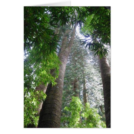 Hawaiian Rain Forest Cards (Front)