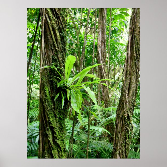 Hawaiian Rain Forest Poster (Front)