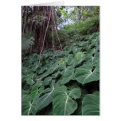 Hawaiian Rainforest (Front)