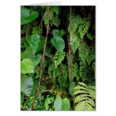 Hawaiian Rainforest (Front)