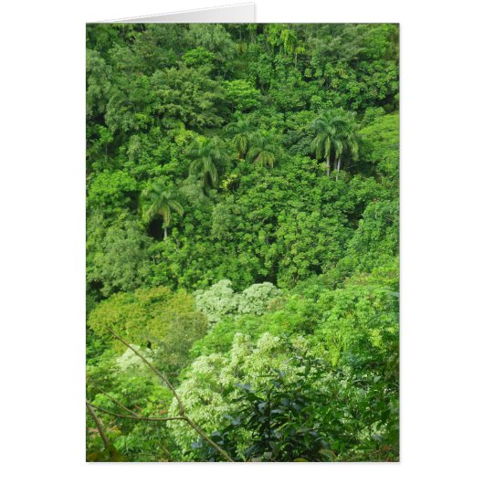 Hawaiian Rainforest Cards (Front)