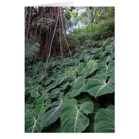 Hawaiian Rainforest Cards (Front)