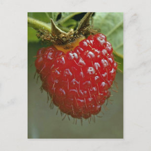 Hawaiian raspberry (Rubus hawaiiensis) Postcard