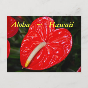 Hawaiian Red Anthurium Flowers Postcard
