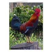 Hawaiian Rooster (Front)