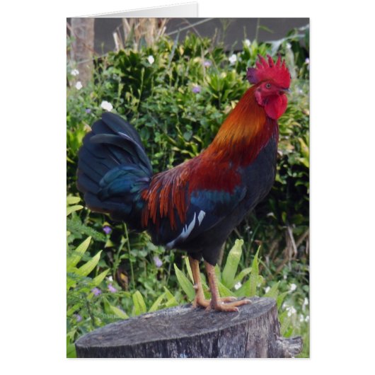 Hawaiian Rooster (Front)
