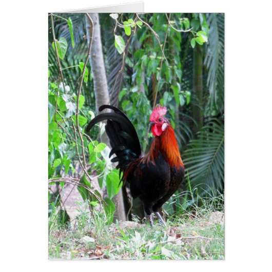 Hawaiian Rooster Cards (Front)
