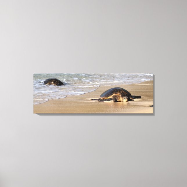 Hawaiian Sea Turtle on Beach Canvas Print (Front)
