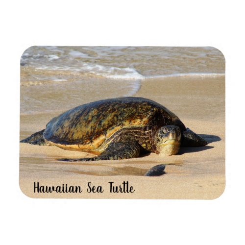 Hawaiian Sea Turtle on the Sand Magnet