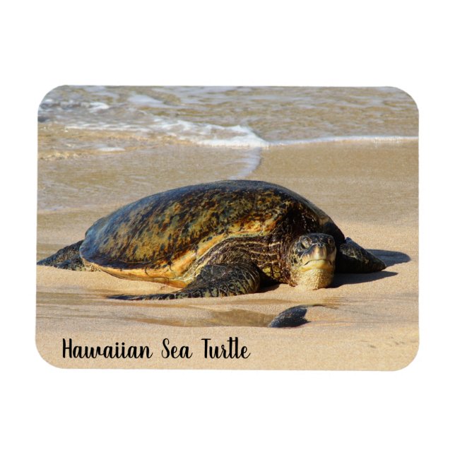 Hawaiian Sea Turtle on the Sand Magnet (Horizontal)