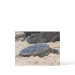 Hawaiian Sea Turtle Postcard