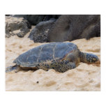 Hawaiian Sea Turtle Poster
