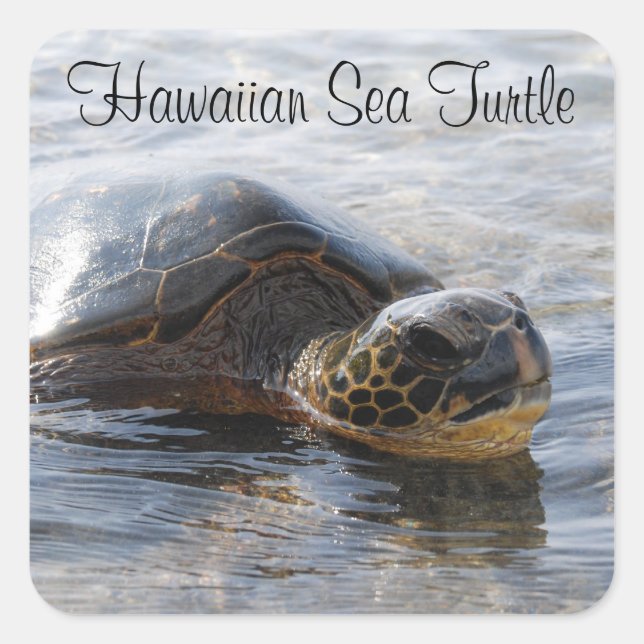 Hawaiian Sea Turtle Stickers (Front)